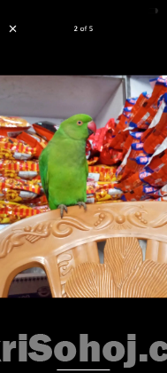 ইন্ডিয়ান রিংনেক টিয়া